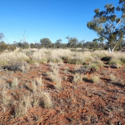 Triodia sp. (Spinifex) at Windorah, QLD - 28 Jul 2023 by LyndalT