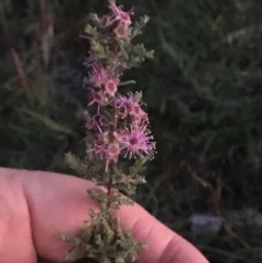 Kunzea parvifolia (Violet Kunzea) at Burra Creek, NSW - 10 Oct 2023 by SuePolsen