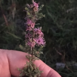 Kunzea parvifolia at Burra Creek, NSW - 10 Oct 2023