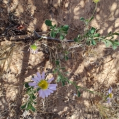 Brachyscome sp. at Stonehenge, QLD - 29 Jul 2023 by LyndalT