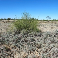 Eremophila polyclada at Longreach, QLD - 29 Jul 2023 by LyndalT