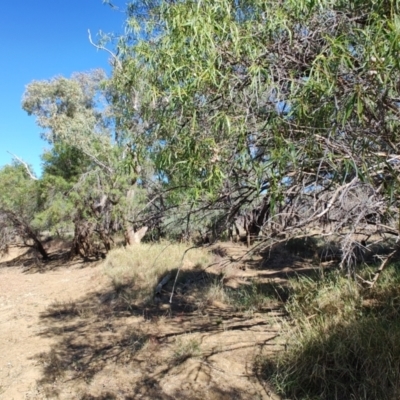 Eremophila bignoniiflora at Ilfracombe, QLD - 29 Jul 2023 by LyndalT