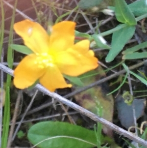 Hypericum gramineum at Burra Creek, NSW - 10 Oct 2023