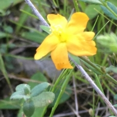 Hypericum gramineum at Burra Creek, NSW - 10 Oct 2023 06:57 PM