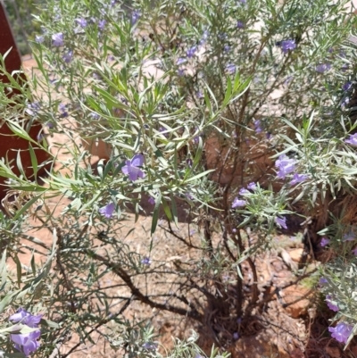 Eremophila bowmanii subsp. latifolia at Corfield, QLD - 31 Jul 2023 by LyndalT