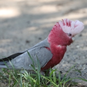 Eolophus roseicapilla at Higgins, ACT - 9 Oct 2023