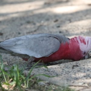 Eolophus roseicapilla at Higgins, ACT - 9 Oct 2023