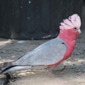 Eolophus roseicapilla at Higgins, ACT - 9 Oct 2023