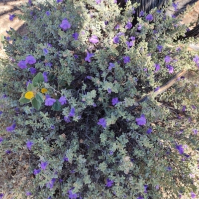 Eremophila cordatisepala at Corfield, QLD - 31 Jul 2023 by LyndalT