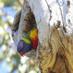 Trichoglossus moluccanus at Higgins, ACT - 9 Oct 2023 11:13 AM