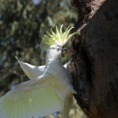 Cacatua galerita (Sulphur-crested Cockatoo) at Higgins, ACT - 9 Oct 2023 by AlisonMilton