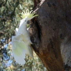 Cacatua galerita at Higgins, ACT - 9 Oct 2023 11:14 AM