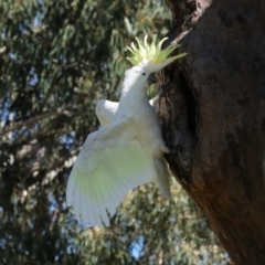 Cacatua galerita at Higgins, ACT - 9 Oct 2023 11:14 AM