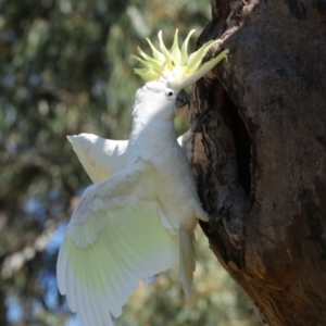 Cacatua galerita at Higgins, ACT - 9 Oct 2023 11:14 AM