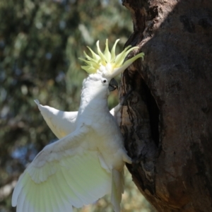 Cacatua galerita at Higgins, ACT - 9 Oct 2023