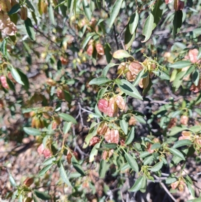 Dodonaea petiolaris at Corfield, QLD - 31 Jul 2023 by LyndalT