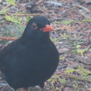 Turdus merula at Braidwood, NSW - 10 Oct 2023