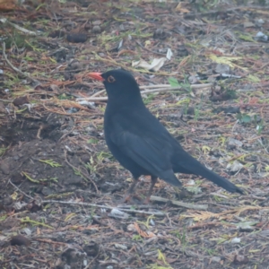 Turdus merula at Braidwood, NSW - 10 Oct 2023