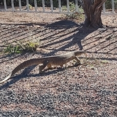 Unidentified Monitor or Gecko at Corfield, QLD - 31 Jul 2023 by LyndalT