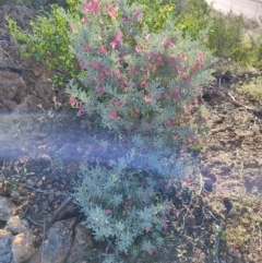 Eremophila latrobei subsp. latrobei at Corfield, QLD - 31 Jul 2023 by LyndalT