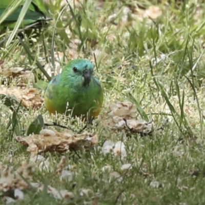 Psephotus haematonotus (Red-rumped Parrot) at Hawker, ACT - 8 Oct 2023 by AlisonMilton