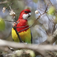 Platycercus eximius (Eastern Rosella) at Hawker, ACT - 8 Oct 2023 by AlisonMilton