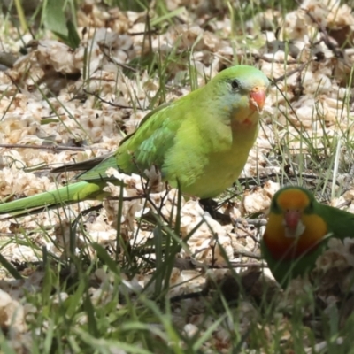 Polytelis swainsonii (Superb Parrot) at Hawker, ACT - 8 Oct 2023 by AlisonMilton