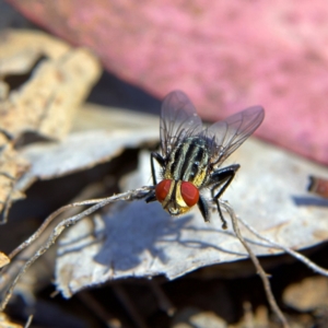 Sarcophaga sp. (genus) at Higgins, ACT - 10 Oct 2023