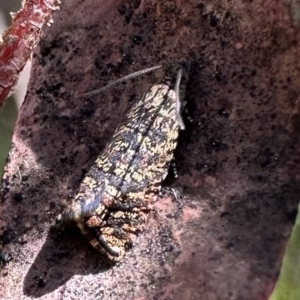 Isochorista pumicosa at Rendezvous Creek, ACT - 9 Oct 2023