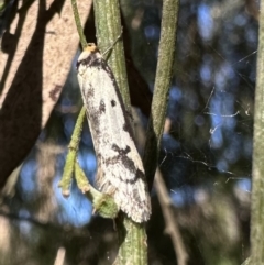 Philobota lysizona (A concealer moth) at Mount Ainslie - 7 Oct 2023 by Pirom