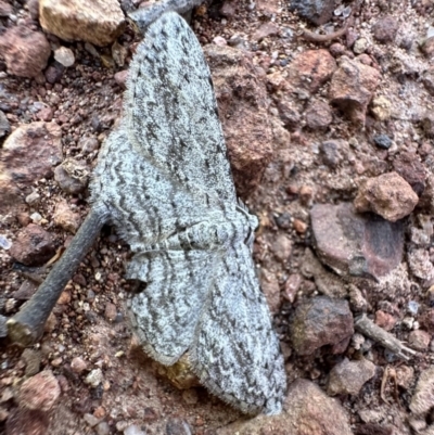 Phelotis cognata (Long-fringed Bark Moth) at Majura, ACT - 7 Oct 2023 by Pirom