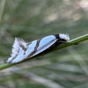 Ocystola paulinella at Rendezvous Creek, ACT - 9 Oct 2023