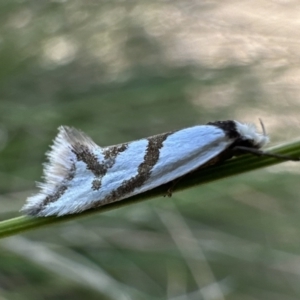 Ocystola paulinella at Rendezvous Creek, ACT - 9 Oct 2023