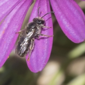 Lasioglossum (Chilalictus) lanarium at Higgins, ACT - 7 Oct 2023 12:44 PM