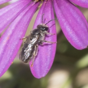 Lasioglossum (Chilalictus) lanarium at Higgins, ACT - 7 Oct 2023