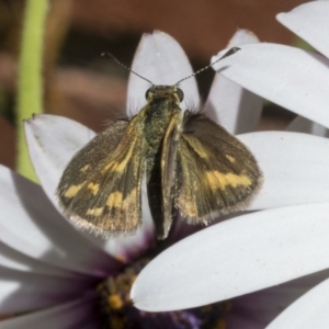 Taractrocera papyria at Higgins, ACT - 7 Oct 2023