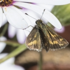 Taractrocera papyria at Higgins, ACT - 7 Oct 2023