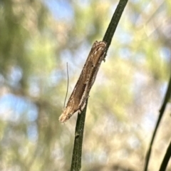 Tawhitia pentadactylus at Campbell Park Woodland - 2 Oct 2023 by Pirom