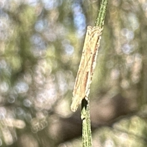 Tawhitia pentadactylus at Majura, ACT - 2 Oct 2023