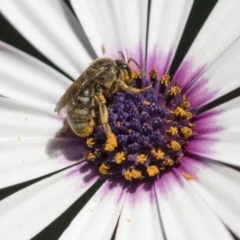 Lasioglossum (Chilalictus) sp. (genus & subgenus) (Halictid bee) at Higgins, ACT - 7 Oct 2023 by AlisonMilton