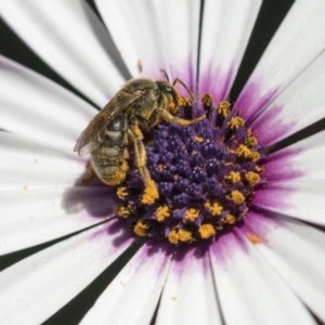 Lasioglossum (Chilalictus) sp. (genus & subgenus) at Higgins, ACT - 7 Oct 2023