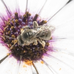 Lasioglossum (Chilalictus) sp. (genus & subgenus) at Higgins, ACT - 7 Oct 2023