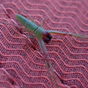 Cetratus rubropunctatus at Murrumbateman, NSW - 10 Oct 2023