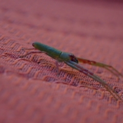 Cetratus rubropunctatus at Murrumbateman, NSW - 10 Oct 2023