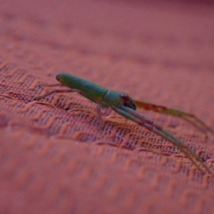 Cetratus rubropunctatus at Murrumbateman, NSW - 10 Oct 2023 04:53 PM