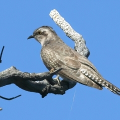Cacomantis pallidus (Pallid Cuckoo) at Mount Ainslie - 10 Oct 2023 by jb2602