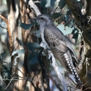 Cacomantis pallidus at Majura, ACT - 10 Oct 2023