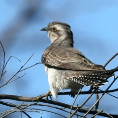 Cacomantis pallidus at Majura, ACT - 10 Oct 2023