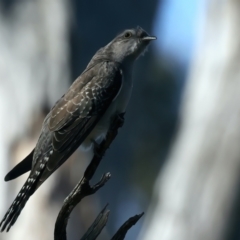 Cacomantis pallidus at Majura, ACT - 10 Oct 2023