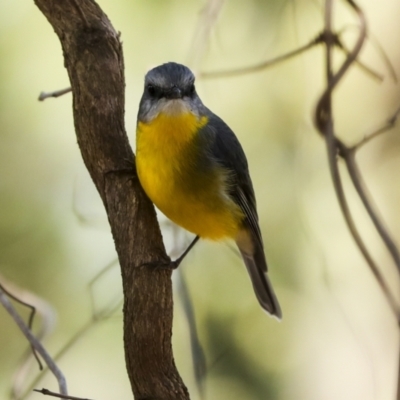 Eopsaltria australis (Eastern Yellow Robin) at Acton, ACT - 10 Oct 2023 by AlisonMilton